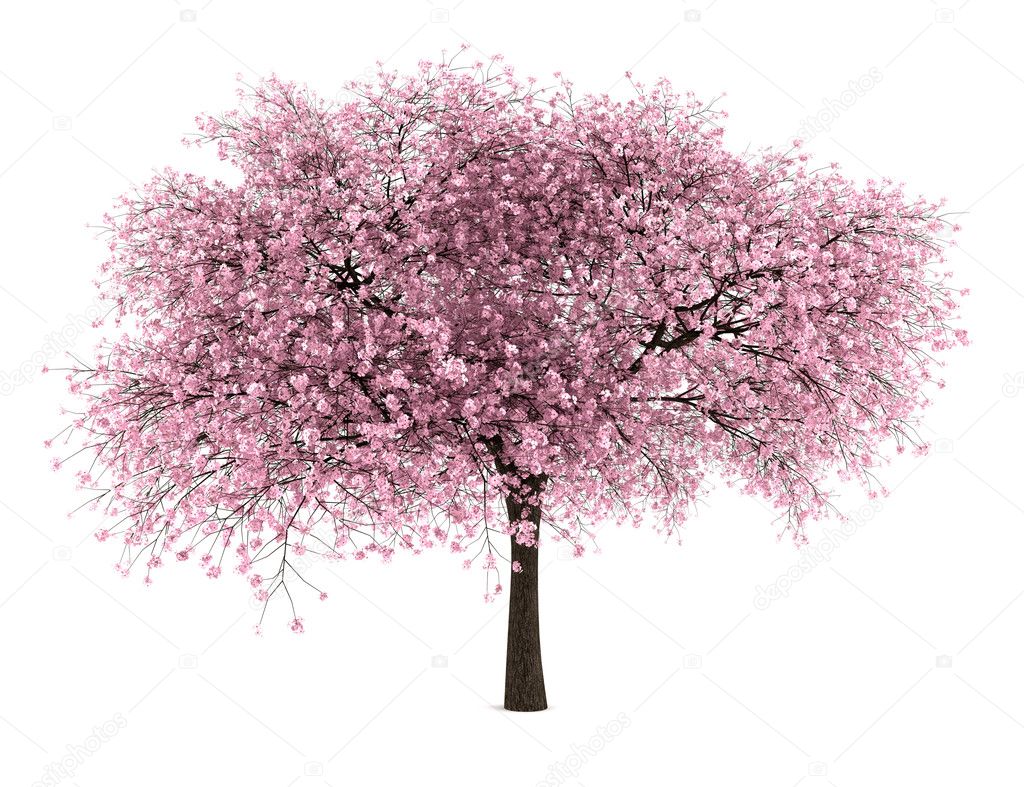Sour cherry tree isolated on white background