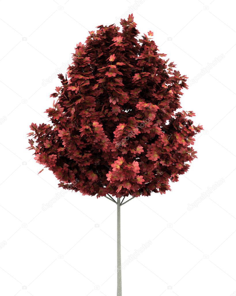 Red maple tree isolated on white background