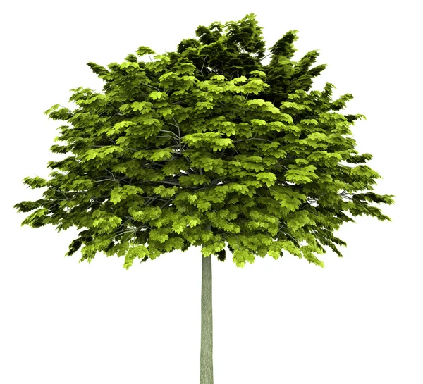 Norway maple tree isolated on white background — Stock Image Norway maple tree isolated on white background Royalty Free Stock Photos