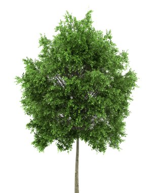 Small-leaved lime tree isolated on white background clipart