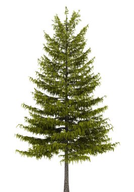 European larch tree isolated on white background clipart