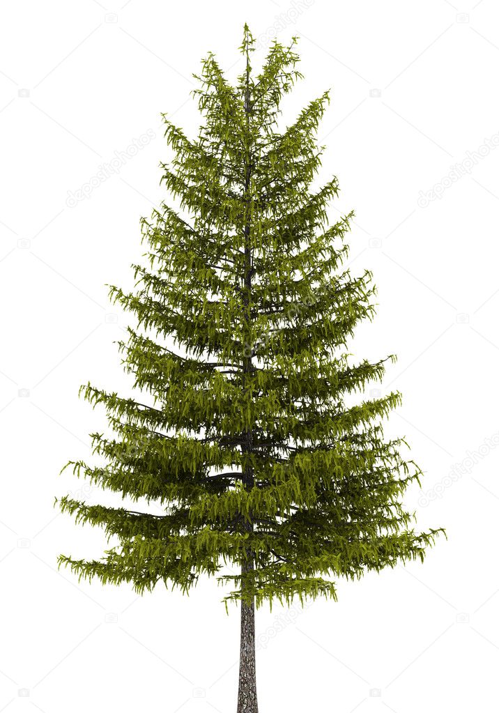 European larch tree isolated on white background