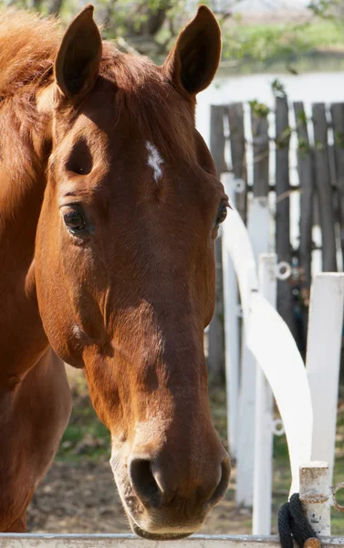 Cavallo d'acetosa — Foto Stock
