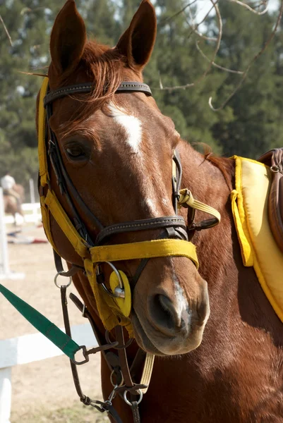 Sorrel horse — Stock Photo, Image
