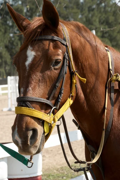 Соррельский конь — стоковое фото