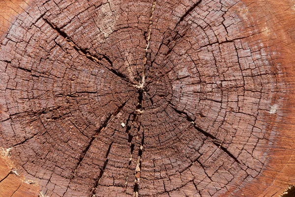 Tronco cortado, textura de fondo de grano de madera — Foto de Stock