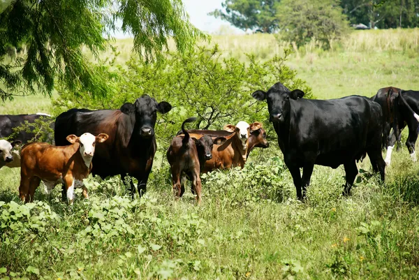 Hjordar av kor som betade på natur, — Stockfoto