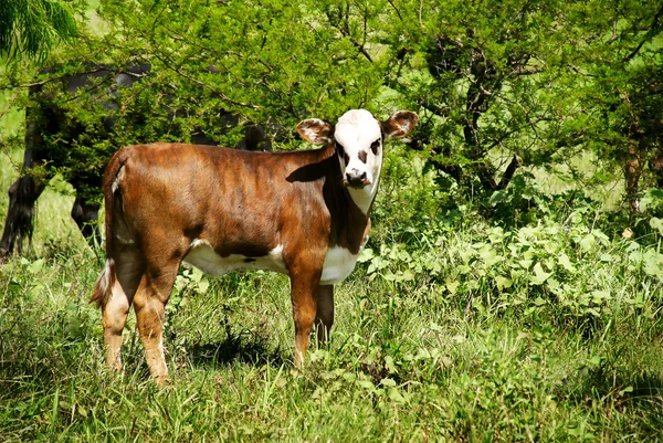 草の上牛 calfe — ストック写真