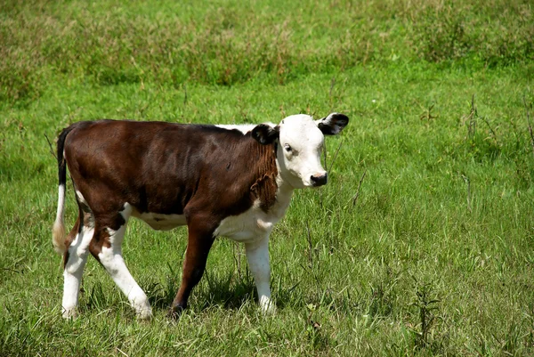 在草地上的牛-calfe — 图库照片