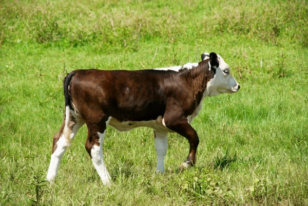 草の上牛 calfe — ストック写真