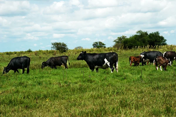 Hjordar av kor som betade på natur, — Stockfoto