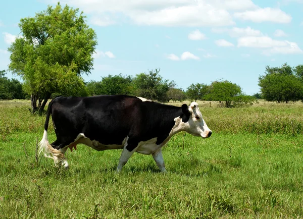 A vaca na relva — Fotografia de Stock