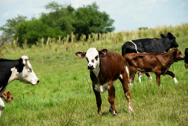A bika calfe a fűben — Stock Fotó