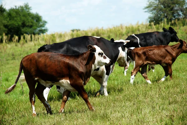 自然放牧牛の群れ — ストック写真