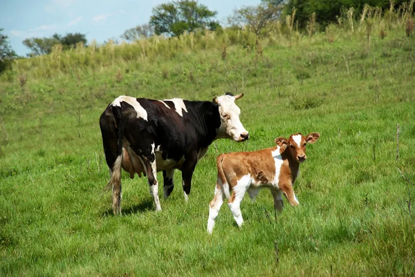 Ko och tjur-calfe på gräset — Stockfoto