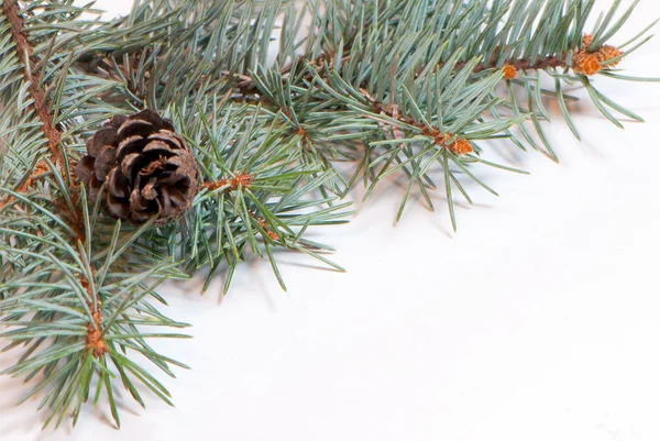 Branches de Noël avec cône de sapin isolé sur fond blanc — Photo