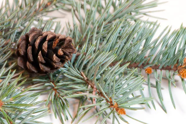 白い背景で隔離 fir コーンとクリスマスの枝します。 — ストック写真
