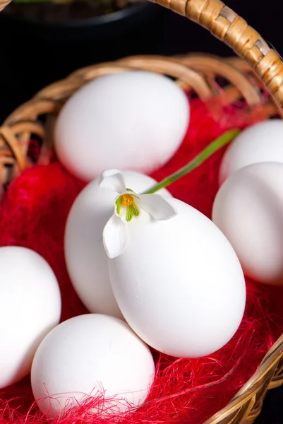 Stock image Basket full of easter eggs with spring flower