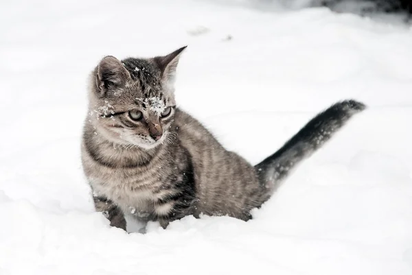 Küçük kedi üzerinde beyaz kar — Stok fotoğraf