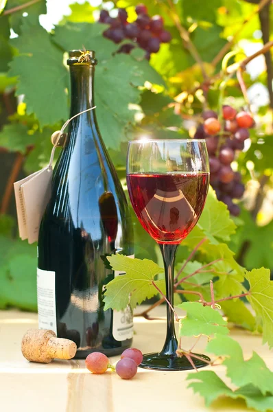 Wijn en druiven — Stockfoto