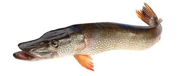 Fish pike — Stock Photo, Image