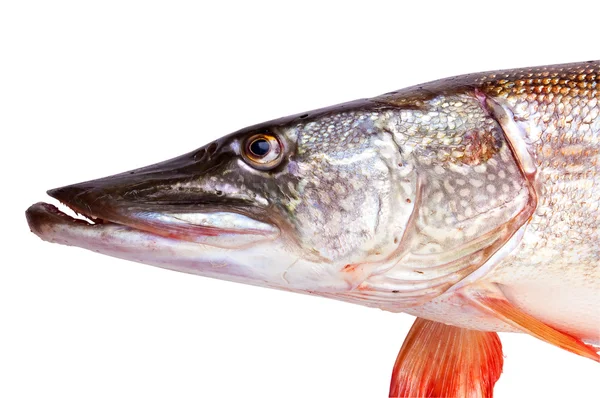 Рыбная щука — стоковое фото