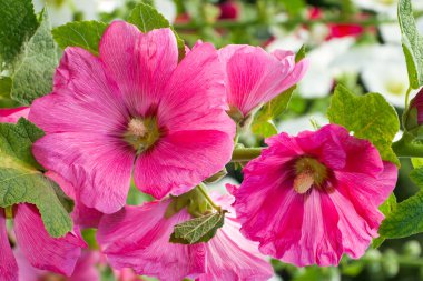 Blooming pink mallow, hollyhocks clipart