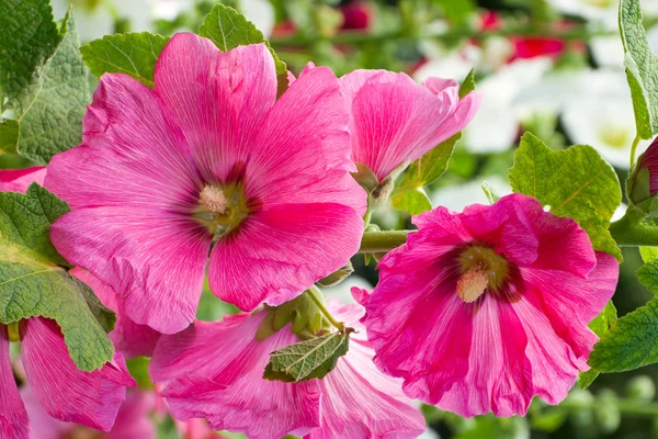 Цветущая розовая малина, холлихоки — стоковое фото