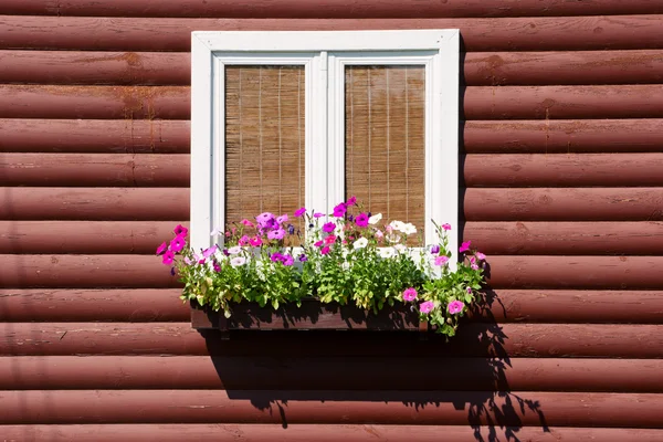 stock image Window with flowers on wall