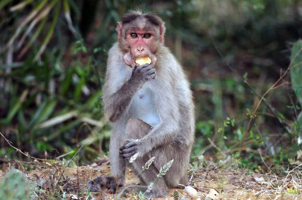 Macaco de capó —  Fotos de Stock