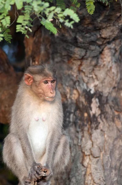 Capota de macaco — Fotografia de Stock