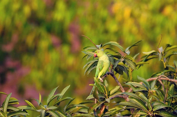 Ringed Rose Parakeet — Fotografia de Stock