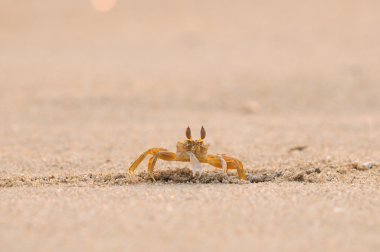 Fiddler Crab clipart