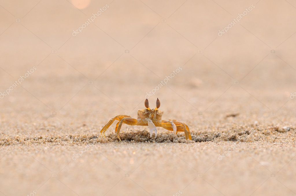 depositphotos_5819348-stock-
