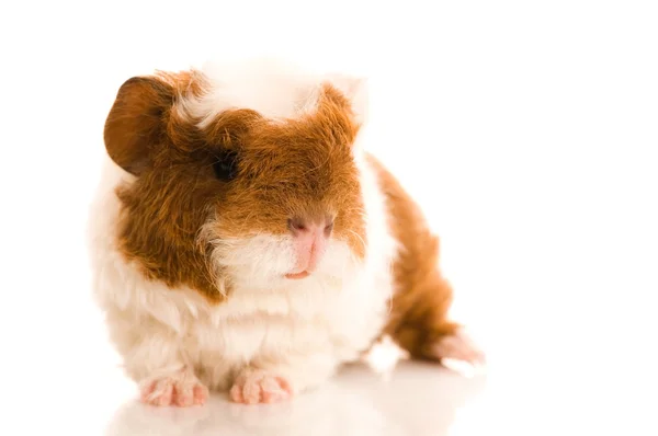 Baby guinea pig — Stock Photo, Image