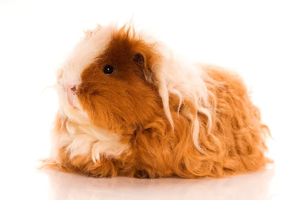 Long hair guinea pig Royalty Free Stock Photos