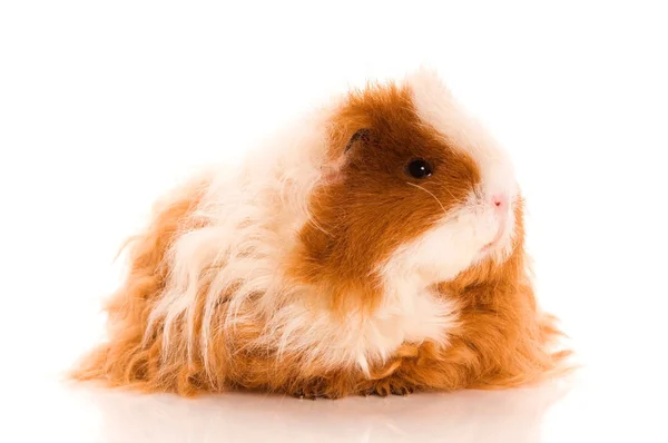 Long hair guinea pig Stock Picture