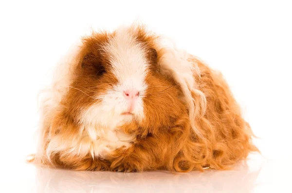 Long hair guinea pig Stock Photo