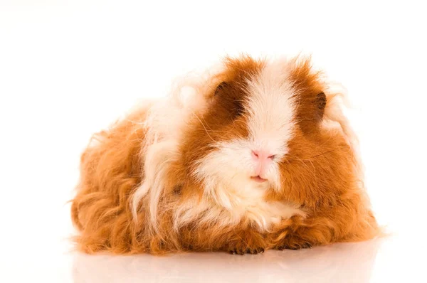 stock image Long hair guinea pig