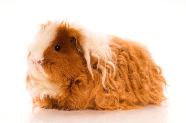 Long hair guinea pig Stock Image