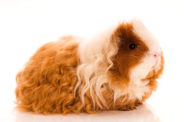 Long hair guinea pig clipart