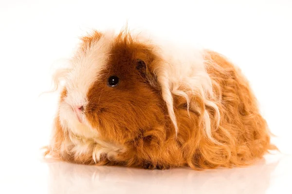 stock image Long hair guinea pig