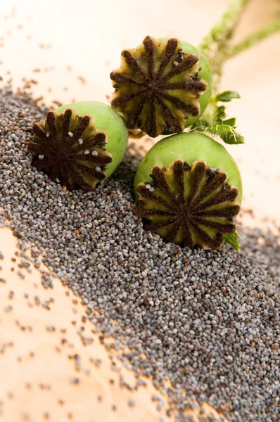 Poppy seeds and poppy heads — Stock Photo, Image
