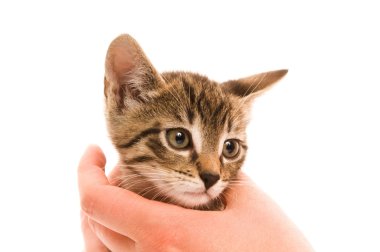 sevimli genç kedi kadın s el