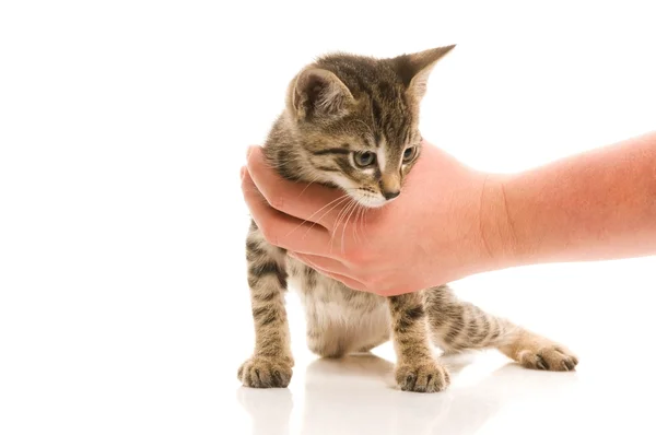 Чарівна молода кішка в руці жінки — стокове фото