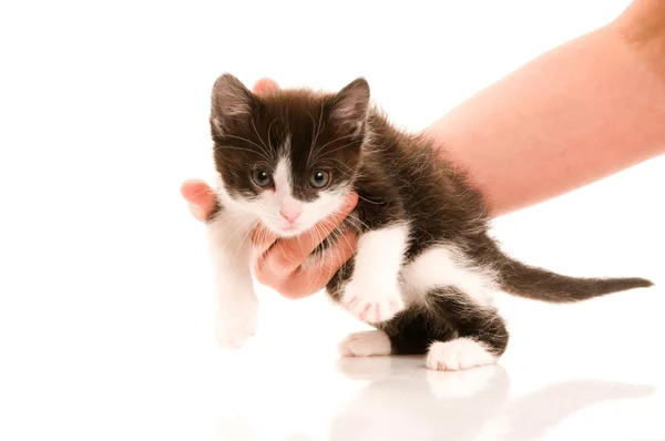Roztomilá mladá kočka v žena s rukou — Stock fotografie