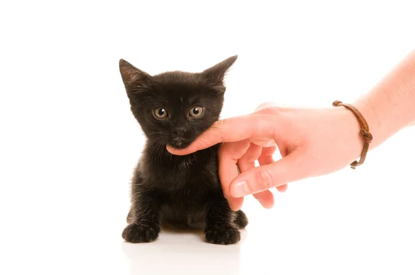 Очаровательная молодая кошка в женской руке — стоковое фото