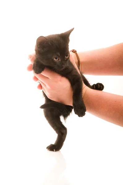 Roztomilá mladá kočka v žena s rukou — Stock fotografie