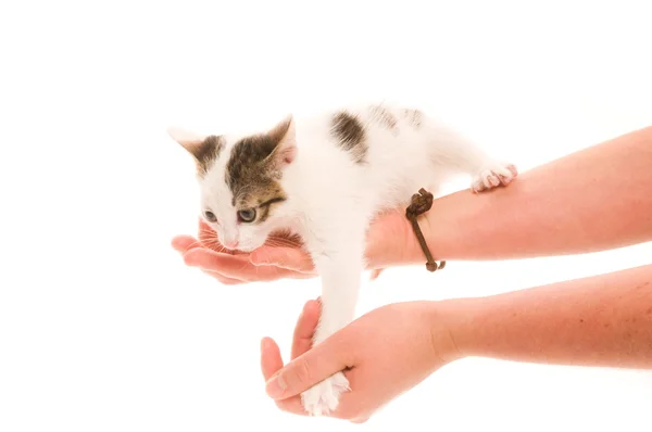 Schattige jonge kat in vrouw hand — Stockfoto