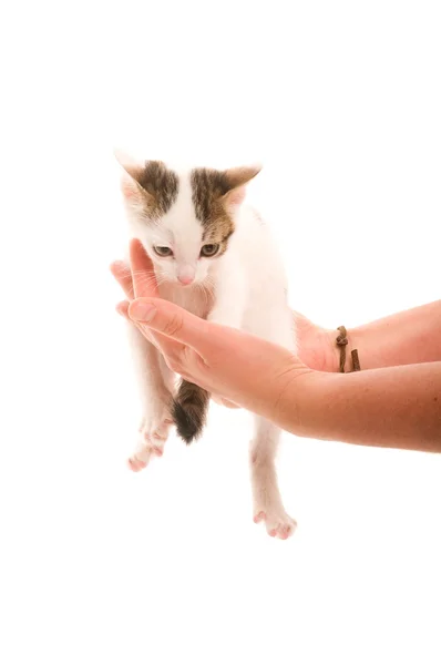Adorable joven gato en la mano de mujer —  Fotos de Stock